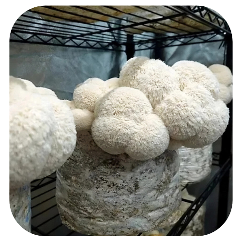 Bloco de cultivo cogumelo juba de leão - Hericium Erinaceus 1 bloco-de-cultivo-cogumelo-juba-de-leão kit-de-cultivo-cogumelo-juba-de-leão semente-de-cogumelo-juba-de-leão kit-de-cultivo-hericium-erinaceus bloco de cultivo cogumelo juba de leão