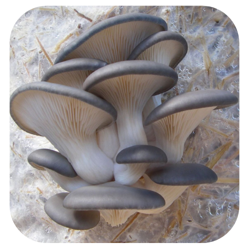 Bloco de cultivo Shimeji Preto - Pleurotus ostreatus 1 Bloco-de-cultivo-shimeji-preto Bloco-de-cultivo-cogumelo-shimeji-preto Kit-de-cultivo-Shimeji-preto Bloco-de-cultivo-Pleurotus-ostreatus kit-de-cultivo-Pleurotus-ostreatus semente-de-cogumelo-Pleurotus-ostreatus Sement-de-cogumelo-shimeji-preto Bloco de cultivo shimeji preto