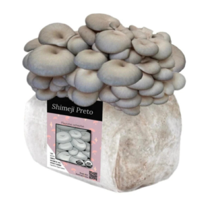 Bloco-de-cultivo-shimeji-preto Bloco-de-cultivo-cogumelo-shimeji-preto Kit-de-cultivo-Shimeji-preto Bloco-de-cultivo-Pleurotus-ostreatus kit-de-cultivo-Pleurotus-ostreatus semente-de-cogumelo-Pleurotus-ostreatus Sement-de-cogumelo-shimeji-preto Bloco de cultivo shimeji preto