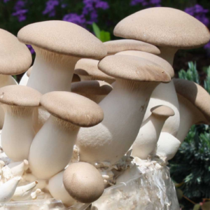 bloco-de-cultivo-shimeji-rei kit-de-cultivo-shimeji-rei semente-de-cogumelo-shimeji-rei sememte-de-cogumelo-Pleurotus-eryngii Kit-de-cultivo-cogumelo-Pleurotus-eryngii Bloco de cultivo Shimeji rei