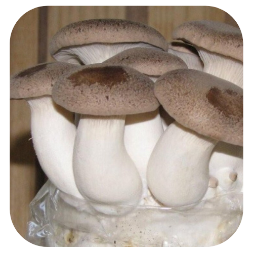Bloco de cultivo Shimeji Rei - Pleurotus eryngii 1 bloco-de-cultivo-shimeji-rei kit-de-cultivo-shimeji-rei semente-de-cogumelo-shimeji-rei sememte-de-cogumelo-Pleurotus-eryngii Kit-de-cultivo-cogumelo-Pleurotus-eryngii Bloco de cultivo Shimeji rei