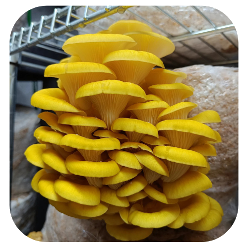 Bloco de cultivo Shimeji Amarelo - Pleurotus citrinopileatus 1 Bloco-de-cultivo-shimeji-amarelo kit-de-cultivo-shimeji-amarelo kit-de-cultivo-cogumelo-shimeji-amarelo semente-de-cogumelo-shimeji-amarelo semente-de-cogumelo-Pleurotus-citrinopileatus kit-de-cultivo-cogumelo-Pleurotus-citrinopileatus bloco de cultivo shimeji amarelo