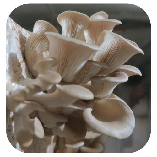 Bloco de cultivo Shimeji Branco - Pleurotus ostreatus 1 Bloco-de-cultivo-shimeji-branco Kit-de-cultivo-shimeji-branco semente-de-cogumelo-shimeji-branco bloco de cultivo shimeji branco