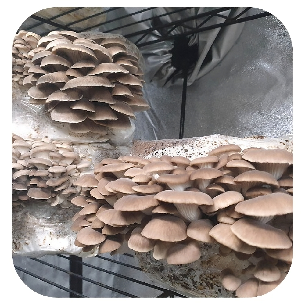 Bloco de cultivo Shimeji Marrom - Pleurotus Pulmonaris 1 Bloco-de-cultivo-shimeji-marrom bloco-de-cultivo-cogumelo-shimeji-marrom kit-de-cultivo-cogumelo-shimeji-marrom semente-de-cogumelo-shimeji-marrom kit-de-cultivo-Pleurotus pulmonaris bloco-de-cultivo-Pleurotus pulmonaris semente-de-cogumelo-Pleurotus pulmonaris bloco de cultivo Shimeji Marrom