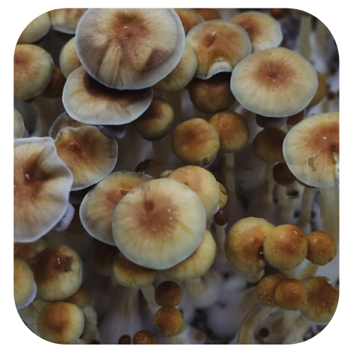 cultura-líquida-B+ Cultura-líquida-psilocybe-cubensis-B+ Psilocybe-cubensis-B+ Cogumelos-mágicos Cultura líquida B+