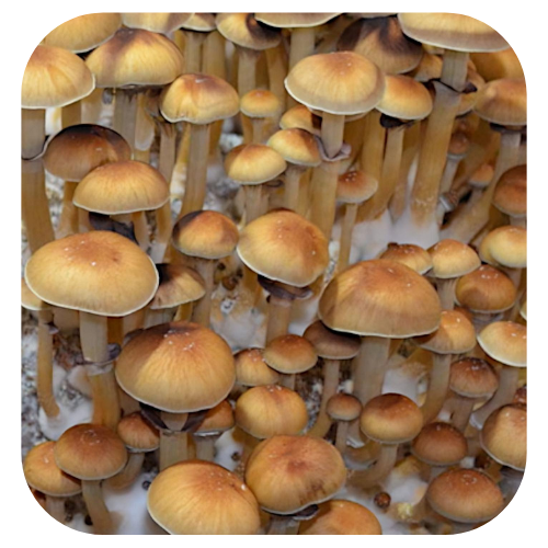 Cultura líquida Cambodian - Psilocybe Cubensis 1 Cultura-líquida-Cambodian Cultura-líquida-psilocybe-cubensis-cambodian cultura-líquida-cogumelo-mágico-comprar cultura-líquda-pslocybe-cubensis Cultura líquida Cambodian