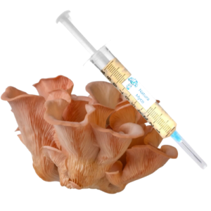 Cultura-líquida-shimeji-rosa Cultura-líquida-Pleurotus-Djamor Cultura-de-micélio-Shimeji-Rosa Cultura-de-micélio-Pleurotus-Djamor Cultura-líquida-cogumelo-shimeji-rosa Cultura líquida Shimeji Rosa