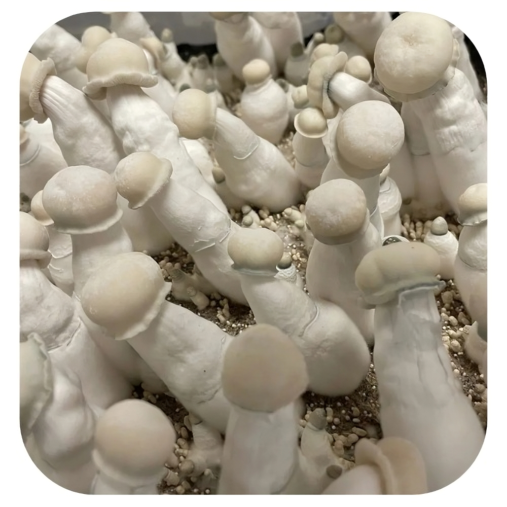 Cultura líquida Albino Penis Envy - Psilocybe Cubensis 1 cultura-líquida-albino-penis-envy Cultura-líquida-albino-envy cultura-líquida-cogumelo-mágico cultura-líquida-psilocybe-cubensis cultura-líquida-psilocybe-cubensis-albino-penis-envy cultura líquida albino penis envy