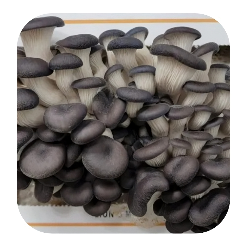 Cultura líquida Shimeji Preto - Pleurotus ostreatus 1 cultura-líquida-shimeji-preto cultura-líquida-cogumelo-shimeji-preto cultura-líquida-Pleurotus-ostreatus cultura-de-micélio-shimeji-preto cultura-de-micélio-pleurotus-ostrearus cultura líquida shimeji preto